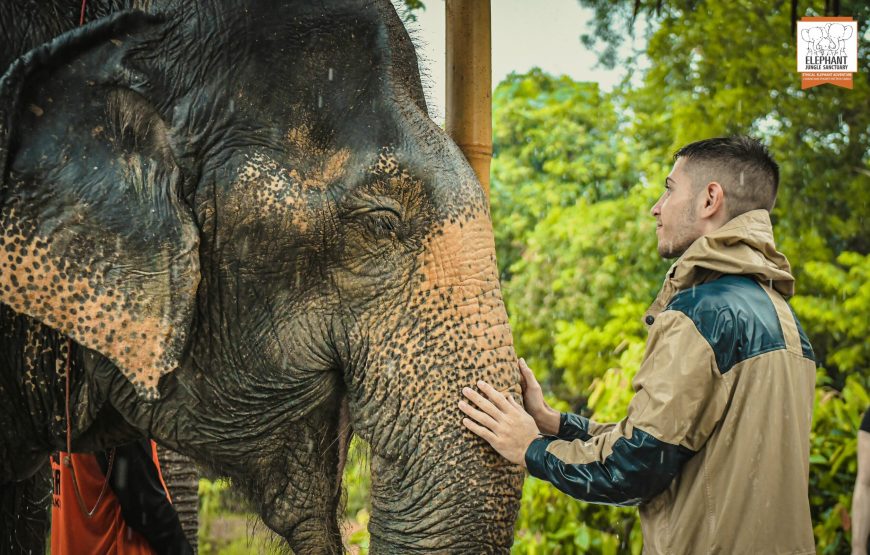 Elephant Jungle Sanctuary Visit – Half Day