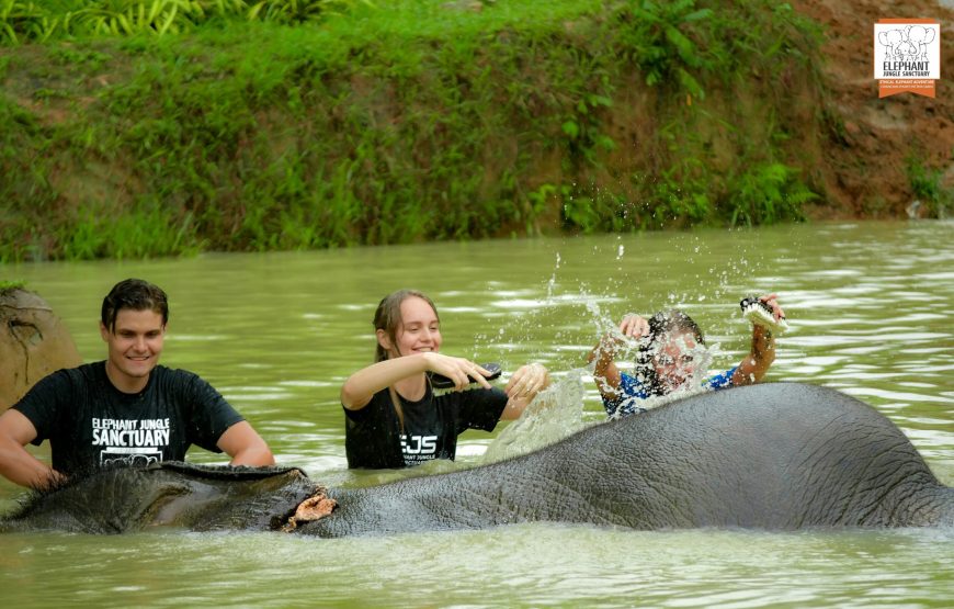 Elephant Jungle Sanctuary Visit – Half Day